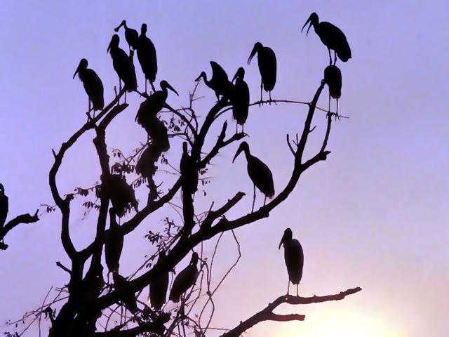 20070109132057-aves.jpg
